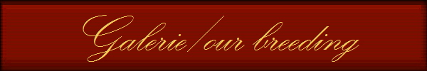 Galerie/our breeding