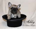 Abby 001
