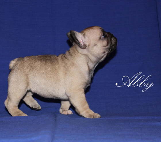 Abby 002