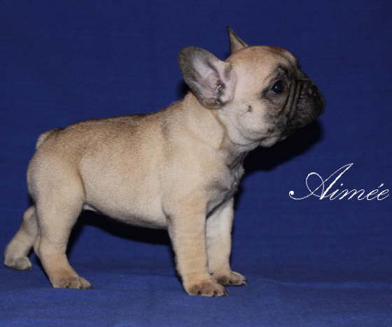 Aime 001
