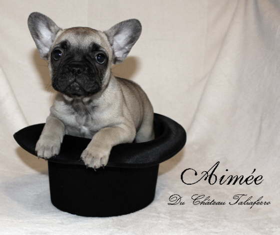 Aime 002