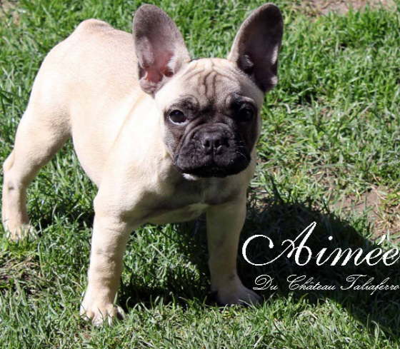 Aime 003