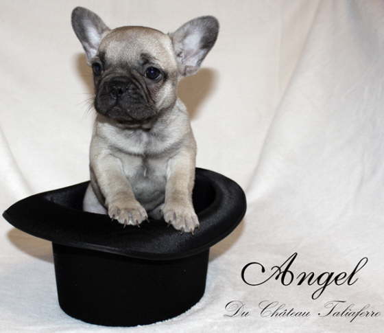Angel 003