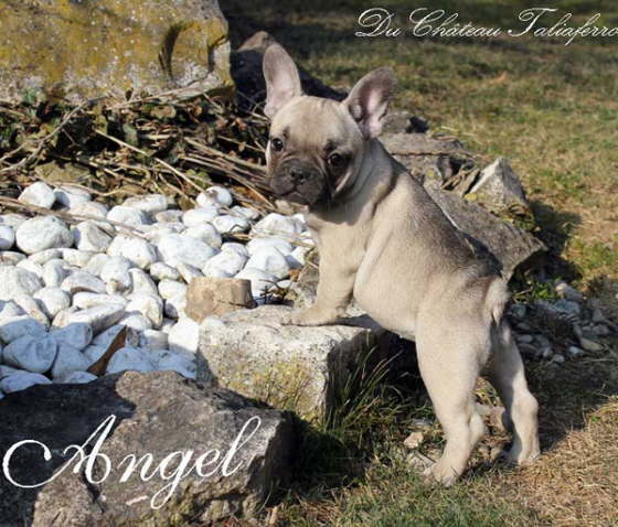 Angel 004