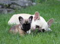 Bandit-&-Jelly