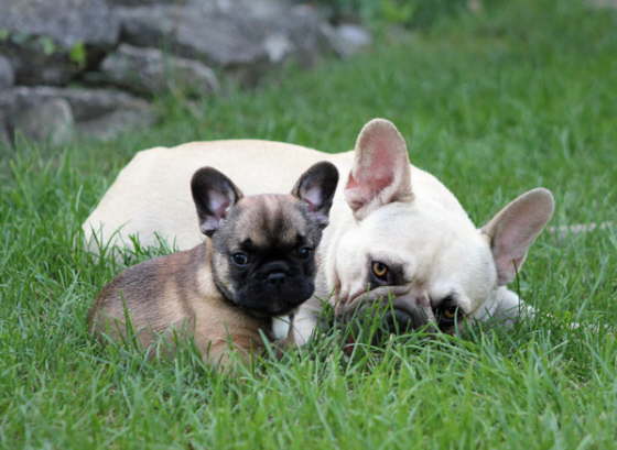Bandit-&-Jelly