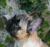 Fanny 002