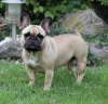 Fanny 021