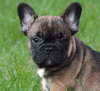 Franzsische Bulldogge-Pokerface-001