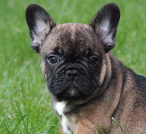 Franzsische Bulldogge-Pokerface-001
