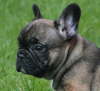 Franzsische Bulldogge-Pokerface-002