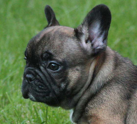 Franzsische Bulldogge-Pokerface-002