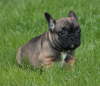 Franzsische Bulldogge-Pokerface-003