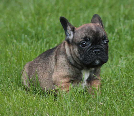 Franzsische Bulldogge-Pokerface-003