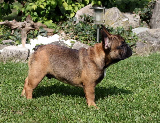Franzsische Bulldogge-Pokerface-004
