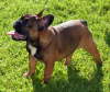 Franzsische Bulldogge-Pokerface-005