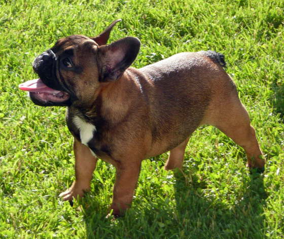 Franzsische Bulldogge-Pokerface-005