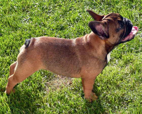 Franzsische Bulldogge-Pokerface-006