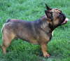Franzsische Bulldogge-Pokerface-007