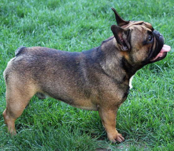 Franzsische Bulldogge-Pokerface-007