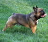 Franzsische Bulldogge-Pokerface-008