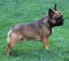 Franzsische Bulldogge-Pokerface-009