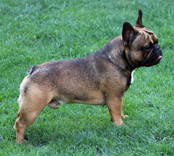 Franzsische Bulldogge-Pokerface-009