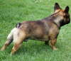 Franzsische Bulldogge-Pokerface-010