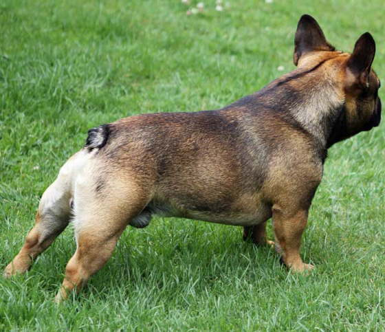 Franzsische Bulldogge-Pokerface-010