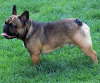 Franzsische Bulldogge-Pokerface-011