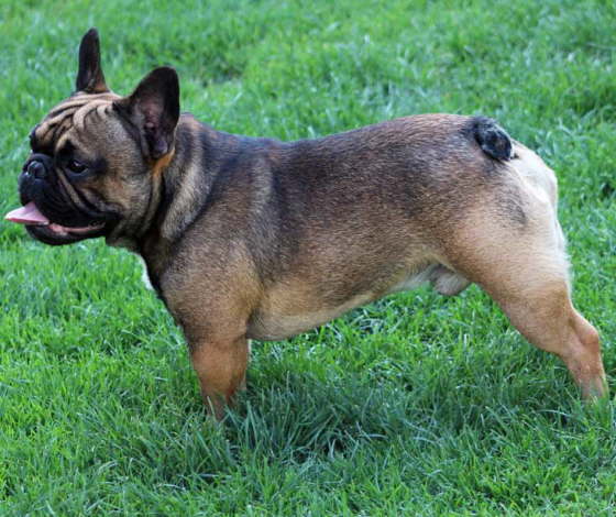 Franzsische Bulldogge-Pokerface-011