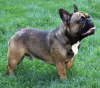 Franzsische Bulldogge-Pokerface-012