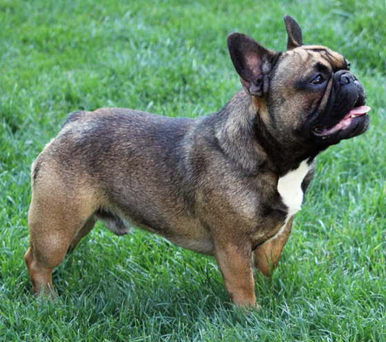 Franzsische Bulldogge-Pokerface-012