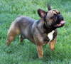 Franzsische Bulldogge-Pokerface-013