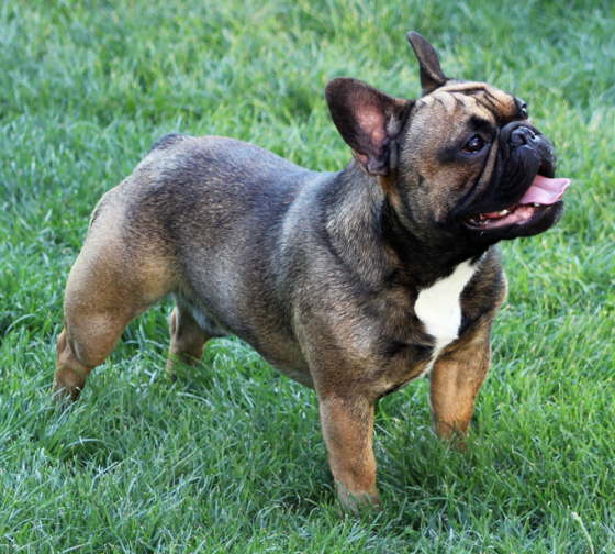 Franzsische Bulldogge-Pokerface-013