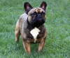 Franzsische Bulldogge-Pokerface-014
