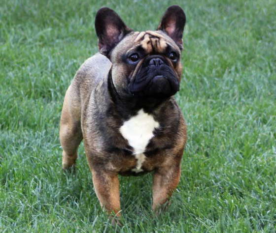 Franzsische Bulldogge-Pokerface-014