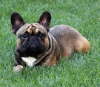 Franzsische Bulldogge-Pokerface-015