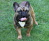 Franzsische Bulldogge-Pokerface-016