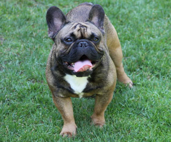Franzsische Bulldogge-Pokerface-016