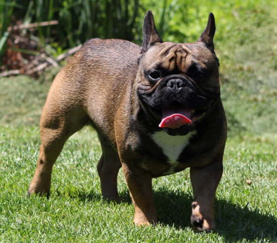 Franzsische Bulldogge-Pokerface-017