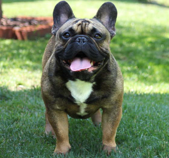 Franzsische Bulldogge-Pokerface-018