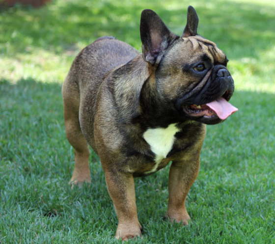 Franzsische Bulldogge-Pokerface-019