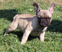 Goldi 003