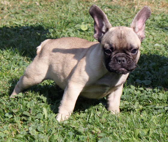 Goldi 003