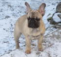 Goldi 006