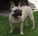 Goldi 008
