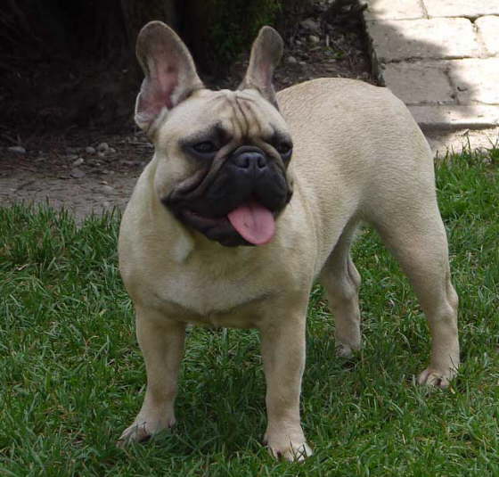 Goldi 008